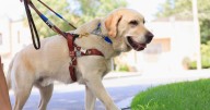 'Bridezilla' sparks outrage after banning guest's service dog from wedding