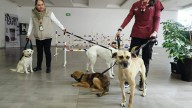 Edomex líder en maltrato animal; en 2024 registró más de mil denuncias