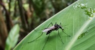 Cinco estado en riesgo por brote de dengue tras lluvias mortales