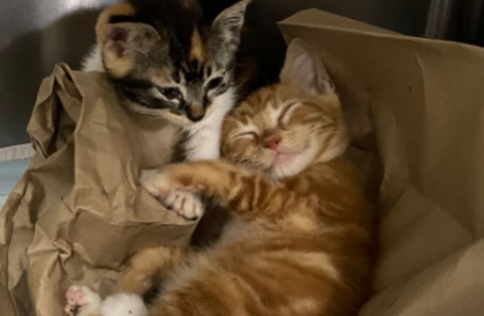 Falling for Kittens🍂: More than 80 precious pumpkins waiting to be picked at the Jacksonville Humane Society
