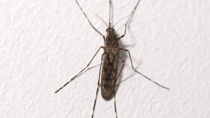 Mosquitoes Have Been Found in Iceland for the First Time Ever