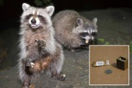 NYC deploying anti-rabies bait packets after disease hits 5