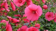 Fall Is Upon Us: How To Provide Seasonal Care For Hibiscus Flowers In Your Garden