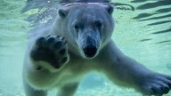 Astra the polar bear adjusting swimmingly at Como Zoo