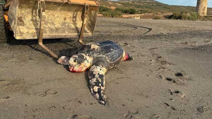 Aparece una tortuga laúd de dos metros muerta en una playa de La Línea de la Concepción