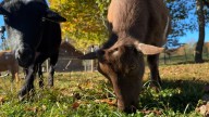 Goat yoga in honor of World Mental Health Day