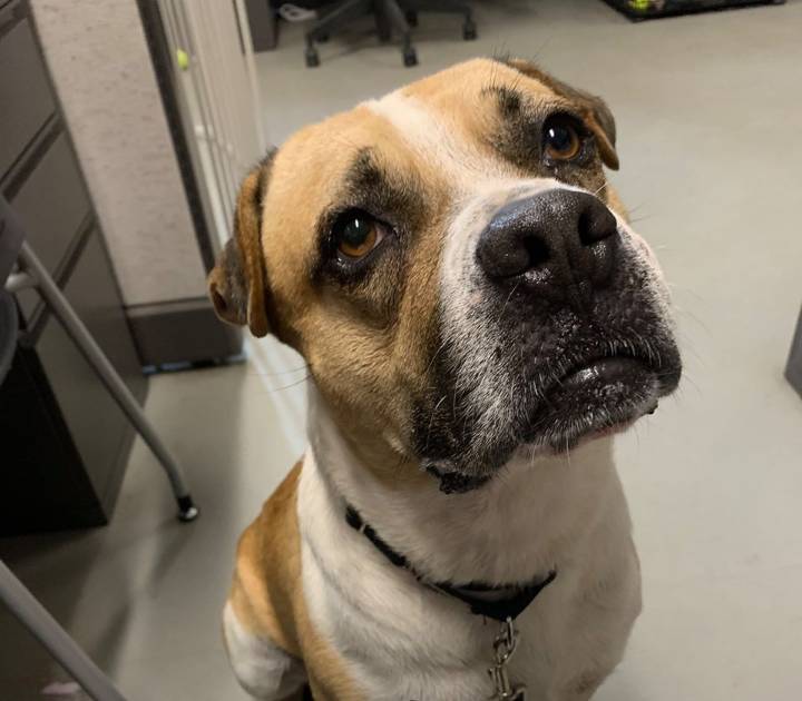 Pima Animal Care Center hosts virtual adoptions this week
