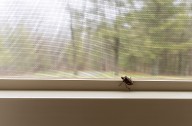 'Fall invaders': The insects seeking shelter in Ohio homes and how to keep them out