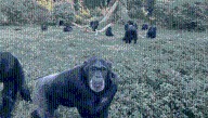 If Chimps Can Be Rational And Revise Beliefs When Given New Evidence, So Can You