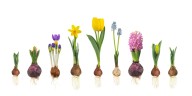 All about planting bulbs such as daffodils, tulips, hyacinths and lilies