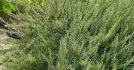 Why Fall is the Absolute Best Time for Gulf Coast Planting