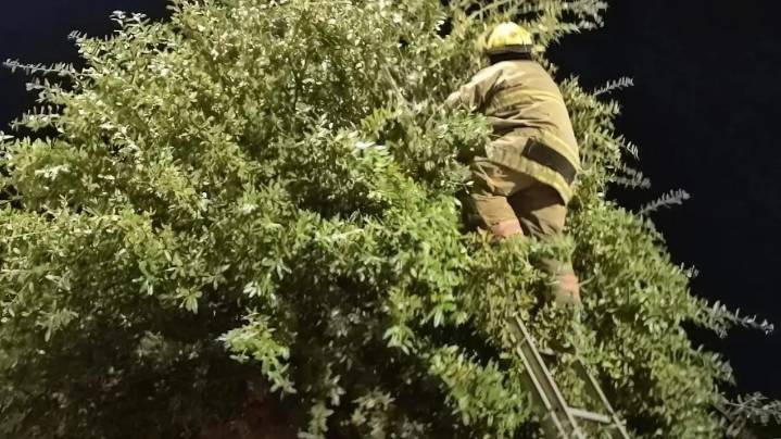 Rescatan bomberos a gatito atrapado en árbol en la Independencia