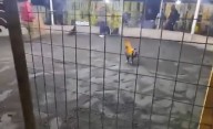 Video: un gallo de pelea mató a su dueño en Perú