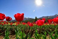 Resultados positivos de la primera temporada de tulipanes en Huinganco