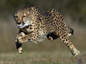 MP News: Wildlife Conservation; Third Habitat For Cheetahs In The State; Nauradehi Gets Nod To Build Cheetah Enclosures