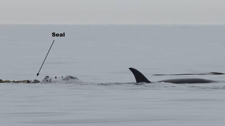 Photos show a humpback whale trying to protect a seal from orcas near Sooke