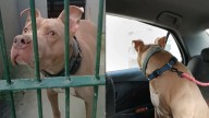 California Dog Keeps Coming Back To Shelter And Doesn’t Know Why He’s Unwanted