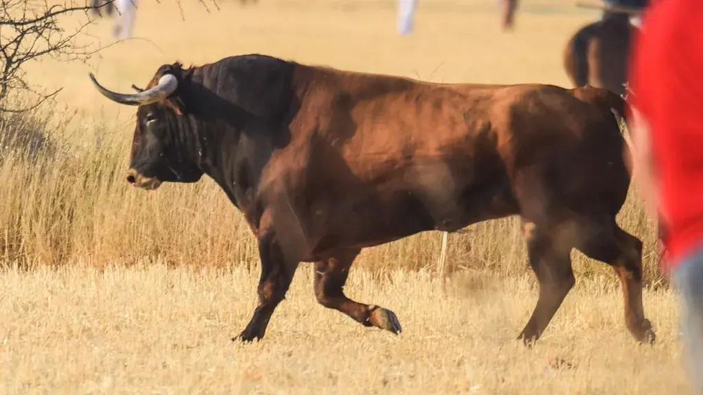 Encuentran muerto al toro perdido hace cinco días tras un festejo en Guadalajara