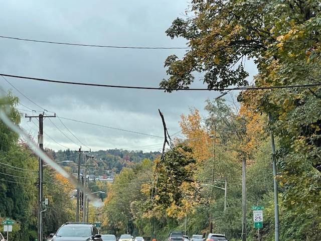 West Seattle Blog… | WINDSTORM AFTERMATH: Tree trouble persists