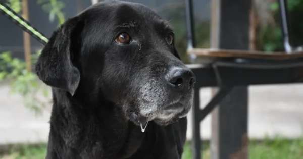 Buscan a los dueños de la perrita rescatada del canal de San Juan y Gorriti