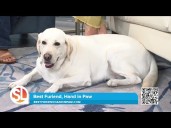 Celebrating canine companions, local author creates pet memory book