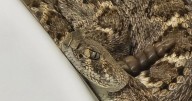 Squeal-worthy surprise: Rattlesnake in Davis