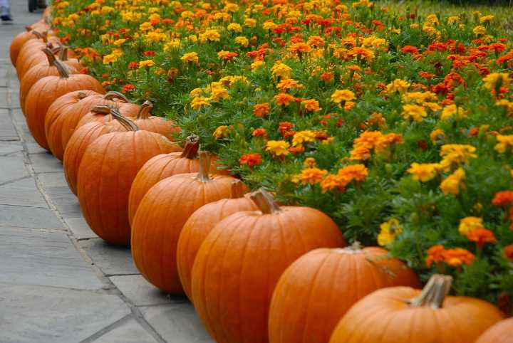 Free Halloween event in Davie with entertainment, inflatables & horses