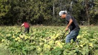 Drought conditions across the U.S. strain pumpkin patches