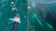 Whale calf freed in tense shark net rescue off Kirra Beach as Sea World and fisheries teams battle rough seas
