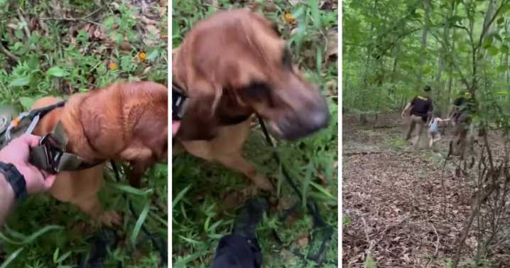 Chesterfield K-9 finds missing 4-year-old girl in Goochland woods