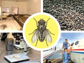 500 millones de moscas estériles, el arma contra el gusano barrenador; buscan erradicar plaga en 5 años