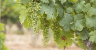 Estos son los mejores vinos catalanes de 2025
