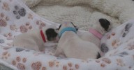 Box of newborn puppies found abandoned along Harford County trail