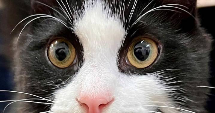 Featured pets