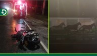 Motociclista resultó herido tras chocar contra un caballo: segundo accidente con equinos en vías del Oriente en dos días