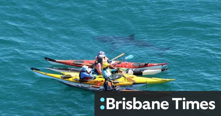 Stunning footage shows kayakers close encounter with great white