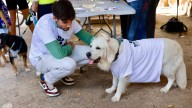 Los animales domésticos podrán entrar a los edificios municipales de Valencia
