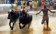 Karnataka Kambala Association seeks Rs 2 crore for 25 coastal eve...