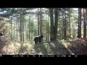 El primer osezno del Pirineo aragonés en medio siglo crece sano junto a su madre Claverina