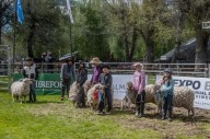 Ganadería neuquina: récords de venta y una acción solidaria inolvidable en la Expo Bovinos