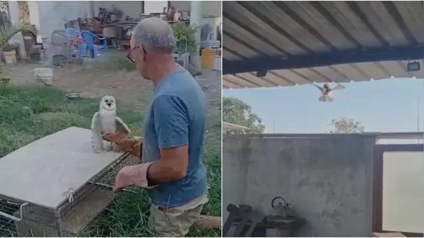 Lambayeque: ciudadano belga rescata y libera a una lechuza campanario herida en Pacora [VIDEO]