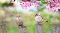 The Stunning Low-Maintenance Lawn Alternative That Attracts Beautiful Birds