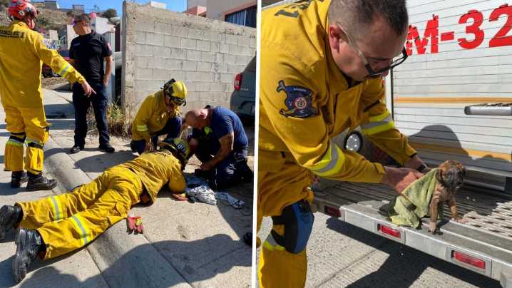Bomberos Rescatan a Dos Cachorros Atrapados en una Tubería en Ensenada