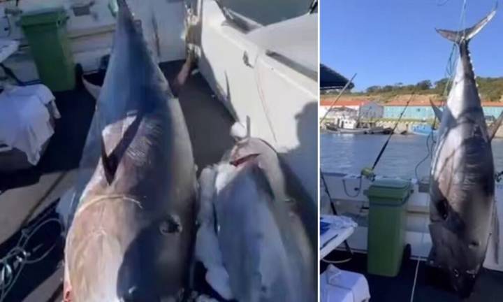 ¡Increíble! Capturan un atún de 284 kilos en Rusia