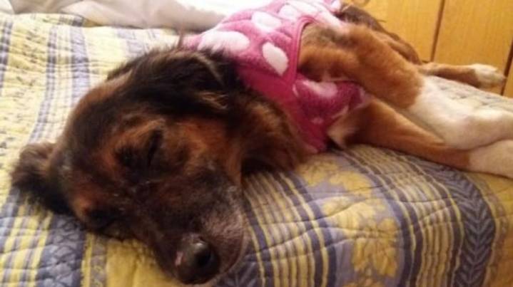 Una aerolínea perdió a su perro y la justicia consideró que la indemnización equivale solo a una simple valija