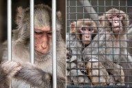 New Jersey man sentenced for serving as moneyman in monkey torture ring