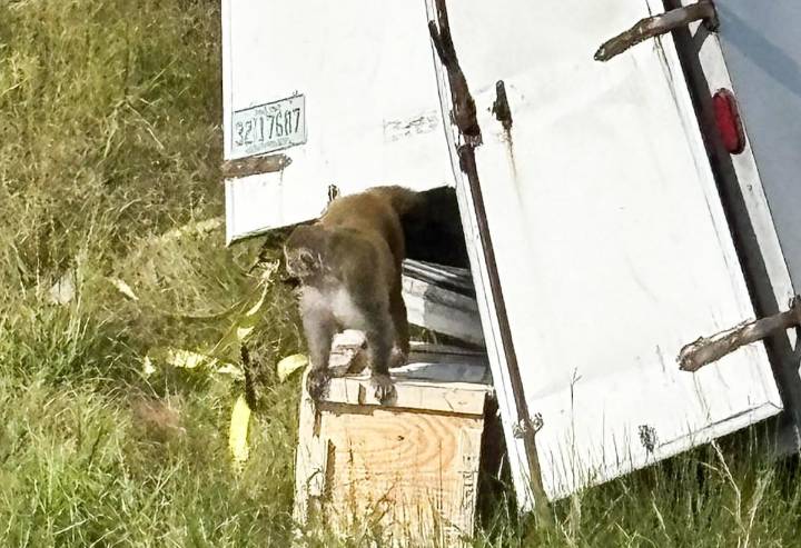 Escapan tres monos de laboratorio en Misisipi, descartan que traigan alguna infección