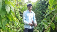 Progressive Farmer Diversifies From Traditional Crops To Organically Cultivate Purple Yam In Bharatpur