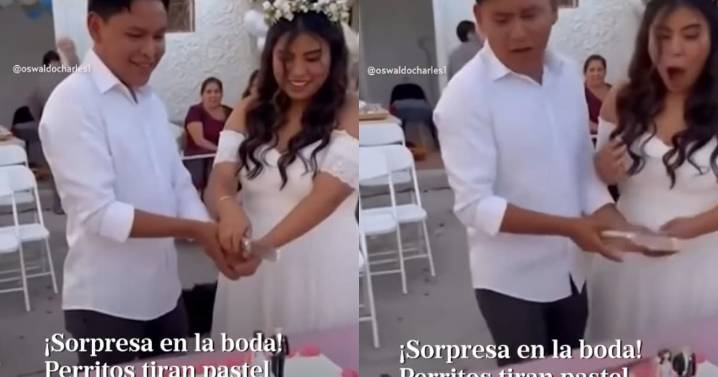 “Ni cómo enojarse con ellos.”: Perros de los novios tiran el pastel de boda justo cuando estaban por cortarlo