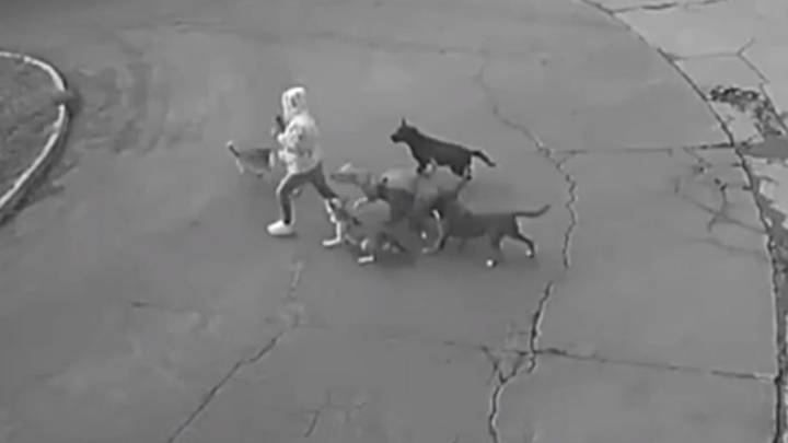 Video: Momento en que Perros Atacan a  Mujer en Ixtapaluca: Reportan Peligrosa Jauría